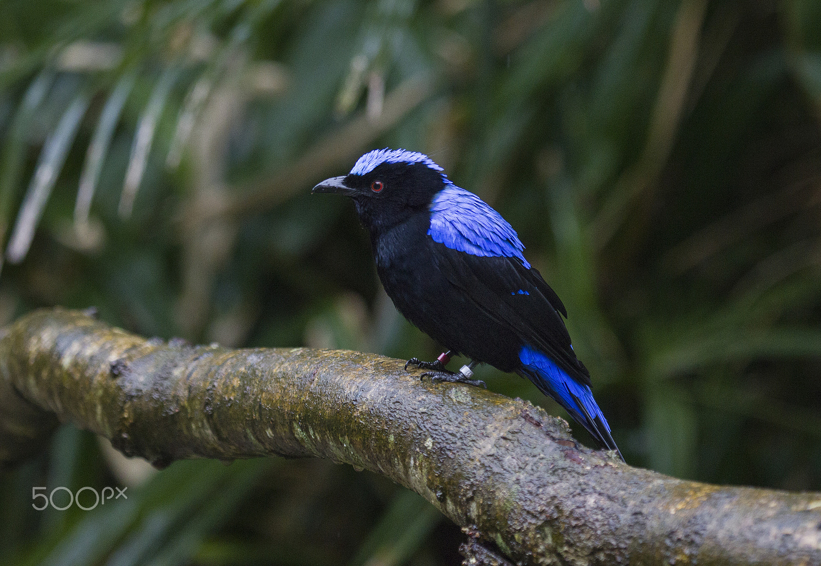 Canon EF 100-400mm F4.5-5.6L IS USM sample photo. Asian fairy bluebird photography