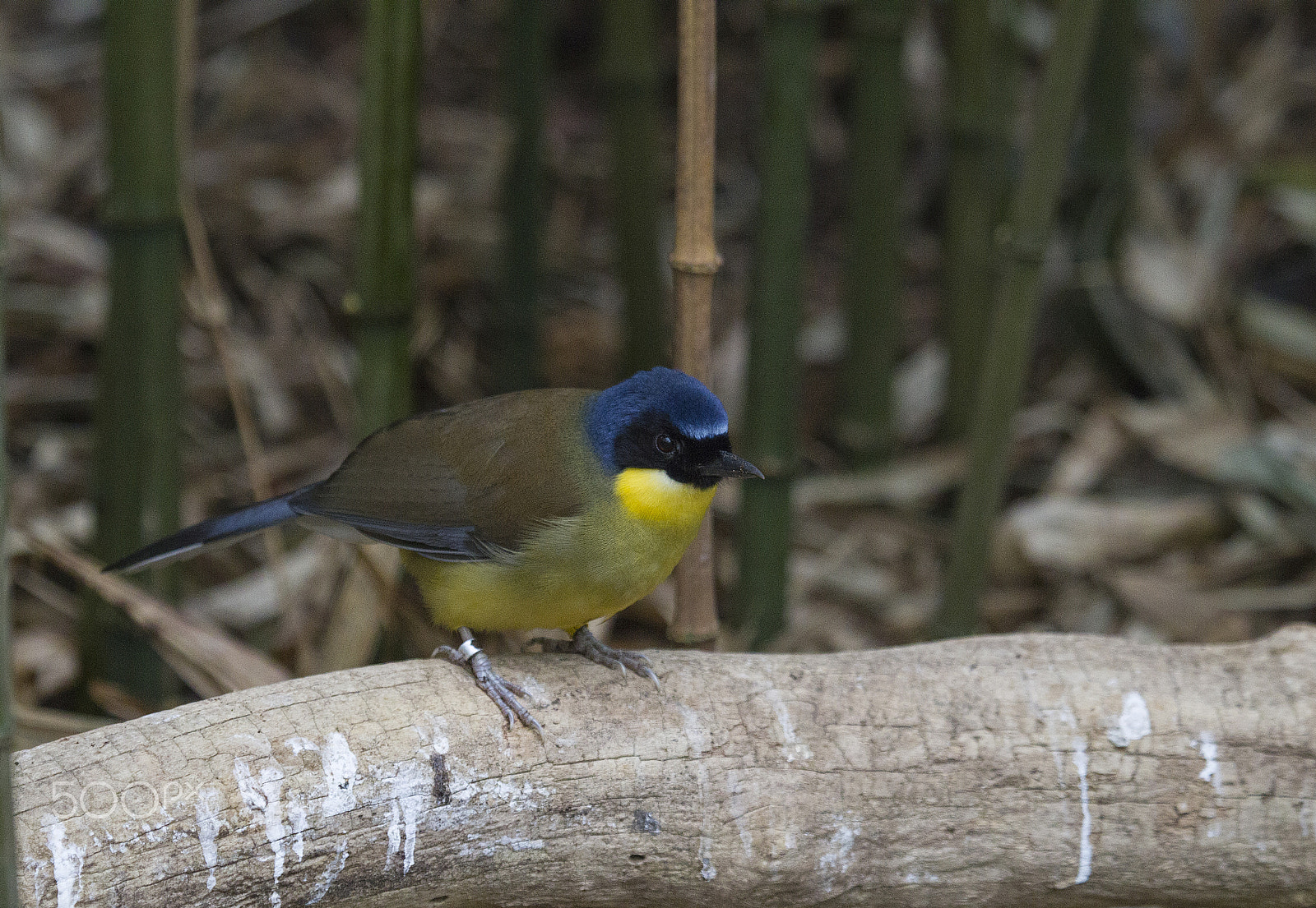 Canon EOS-1D Mark IV + Canon EF 100-400mm F4.5-5.6L IS USM sample photo. Blue-crowned laughing thrush photography