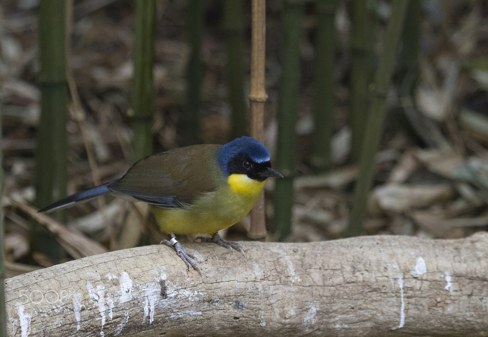 Canon EF 100-400mm F4.5-5.6L IS USM sample photo. Blue-crowned laughing thrush photography