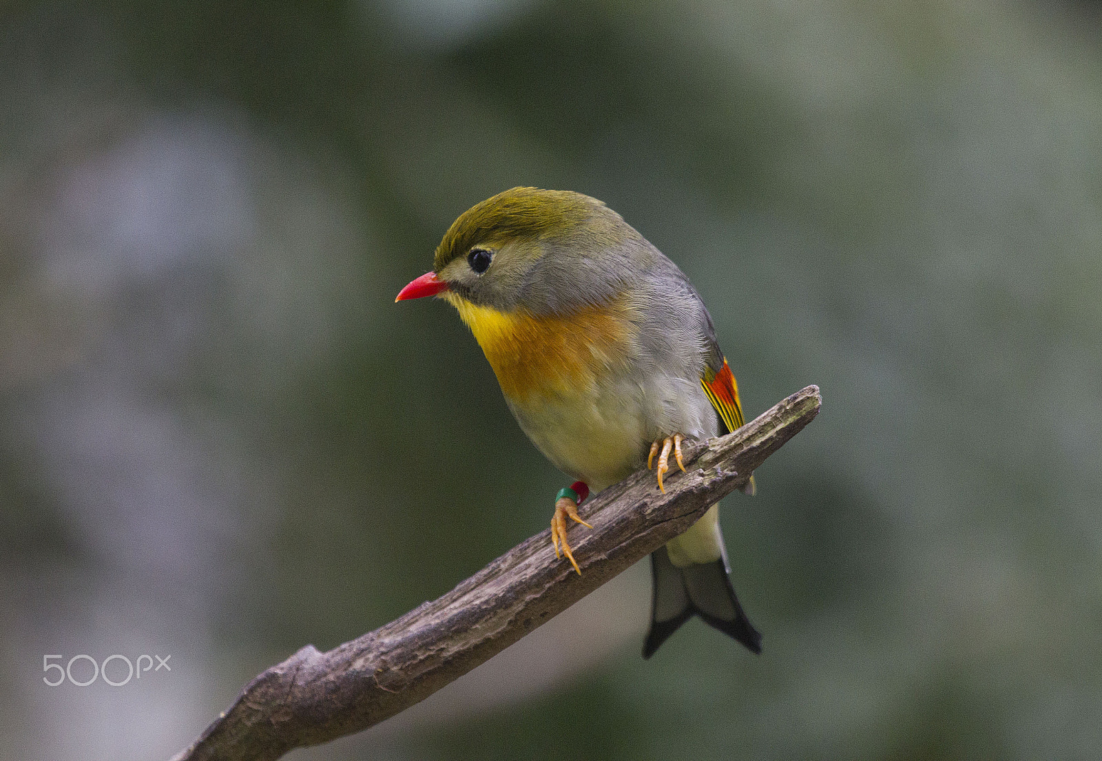 Canon EF 100-400mm F4.5-5.6L IS USM sample photo. Pekin robin photography