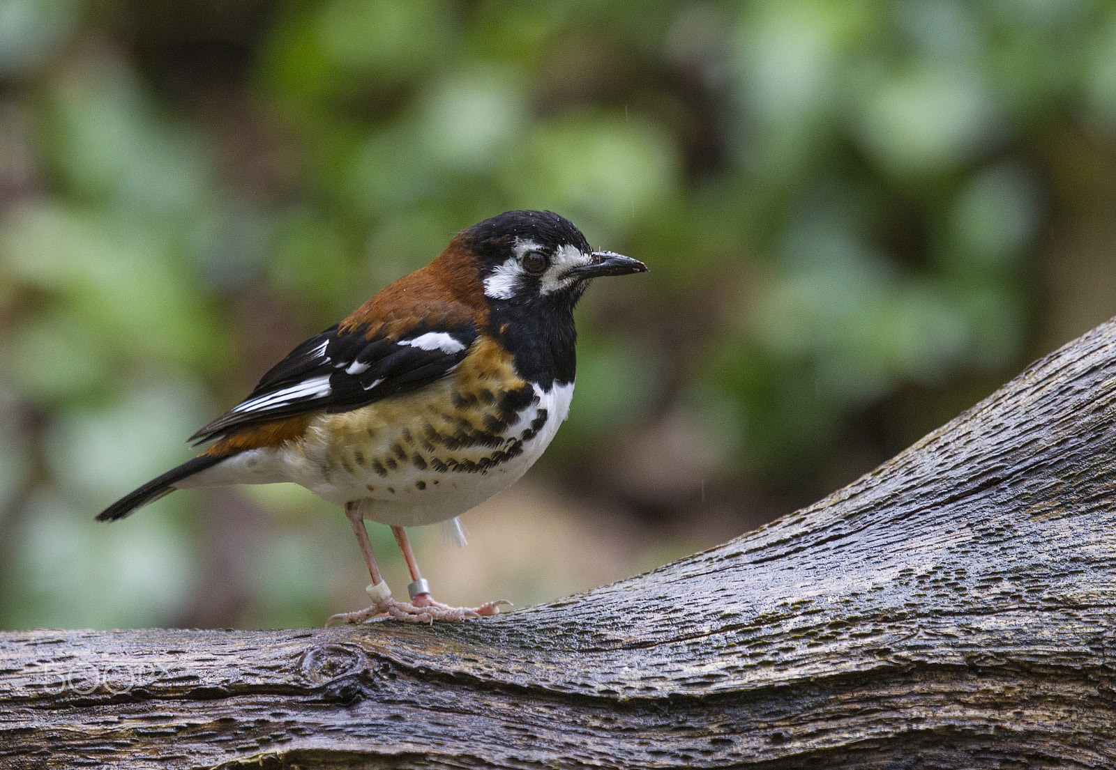 Canon EF 100-400mm F4.5-5.6L IS USM sample photo. Chestnut-backed laughing thrush photography