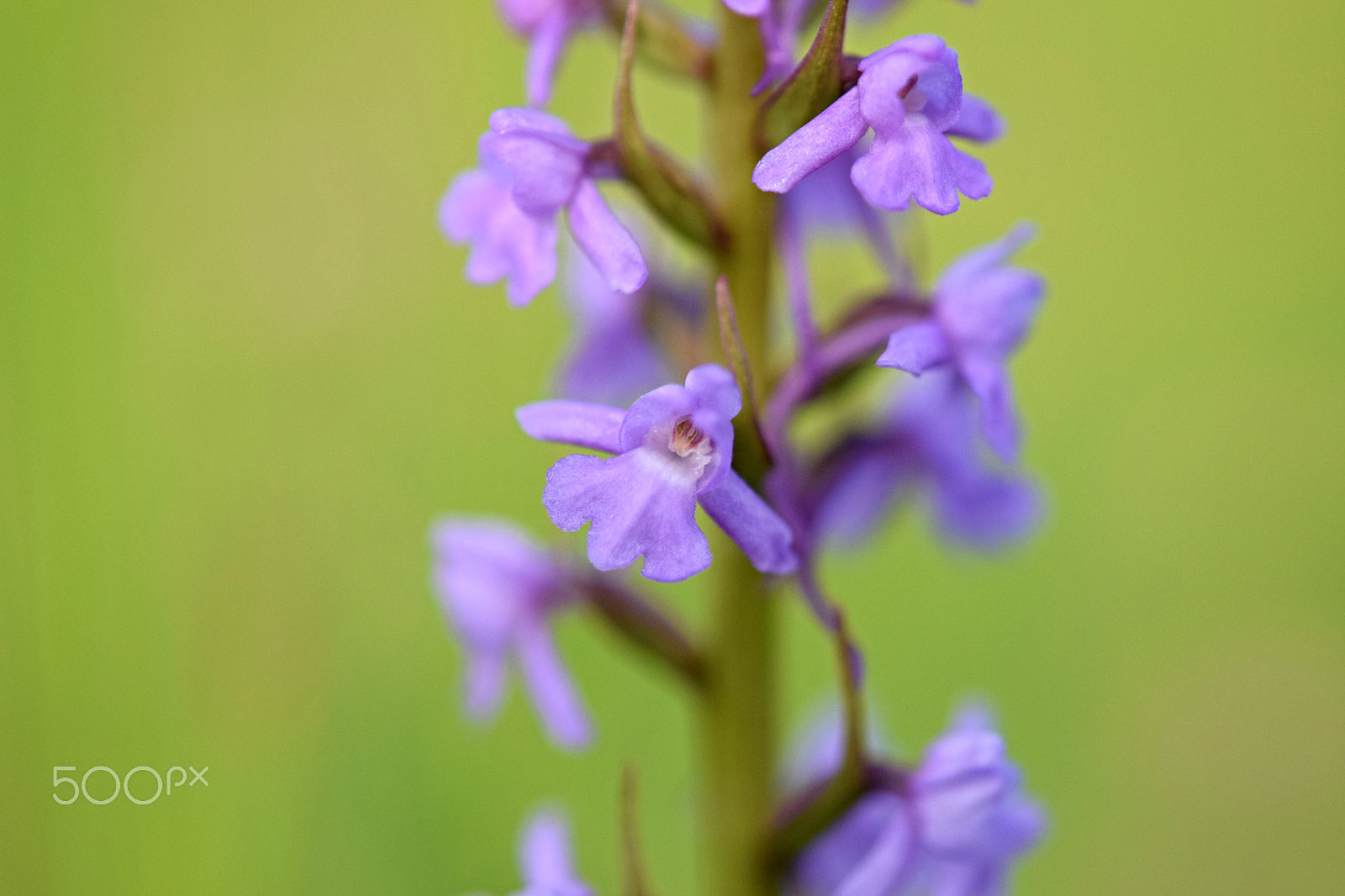 Nikon AF-S Micro-Nikkor 60mm F2.8G ED sample photo. Gymnadenia conopsea photography