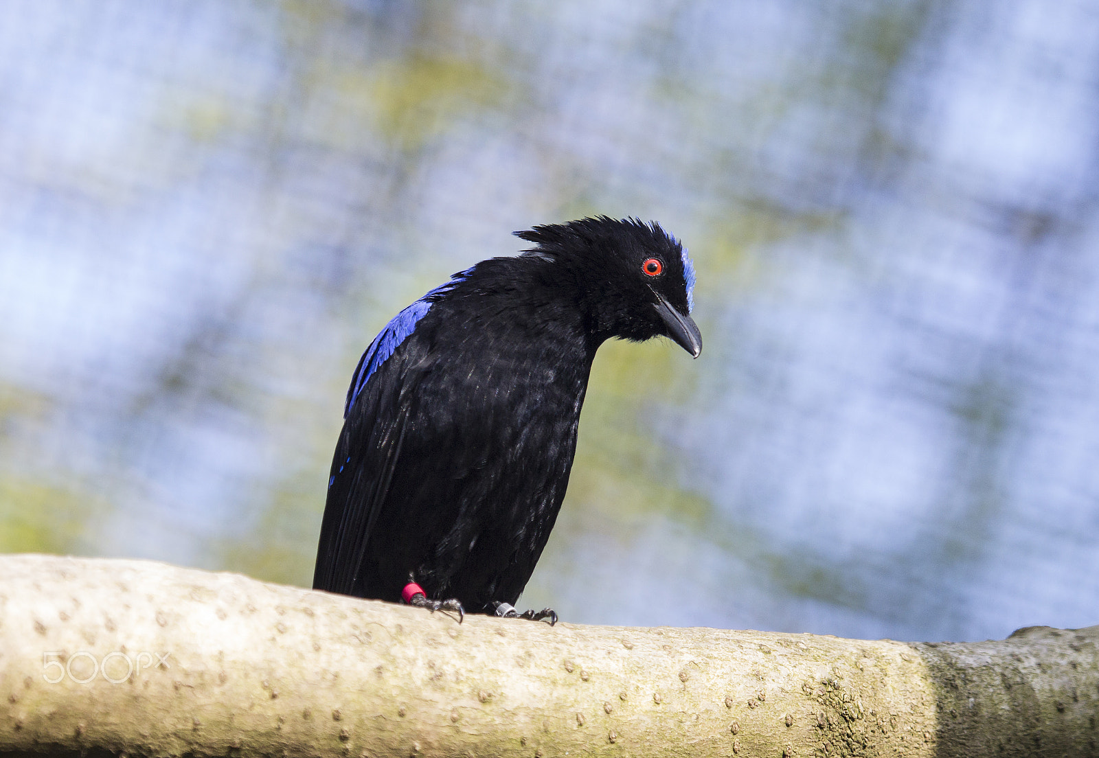 Canon EF 100-400mm F4.5-5.6L IS USM sample photo. Asian fairy bluebird photography