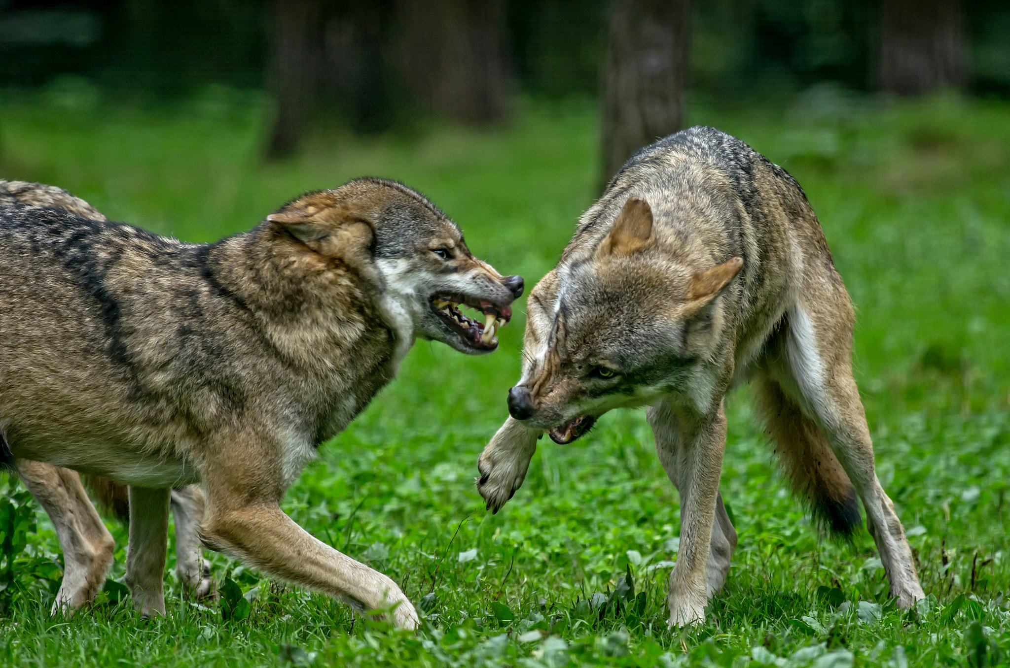 Pentax K-5 sample photo. Fighting wolves photography