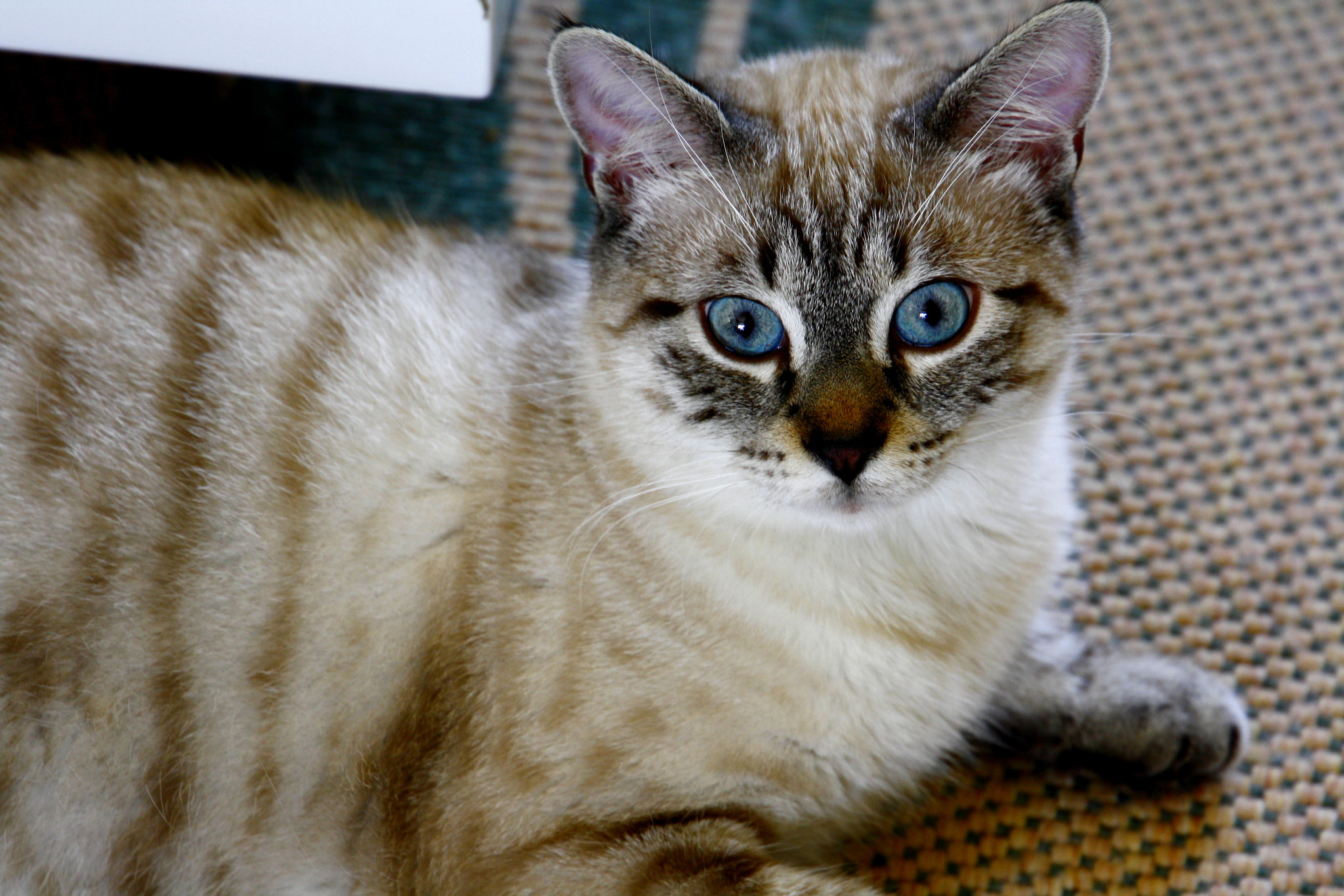 Canon EF 24-105mm F3.5-5.6 IS STM sample photo. Chaton photography