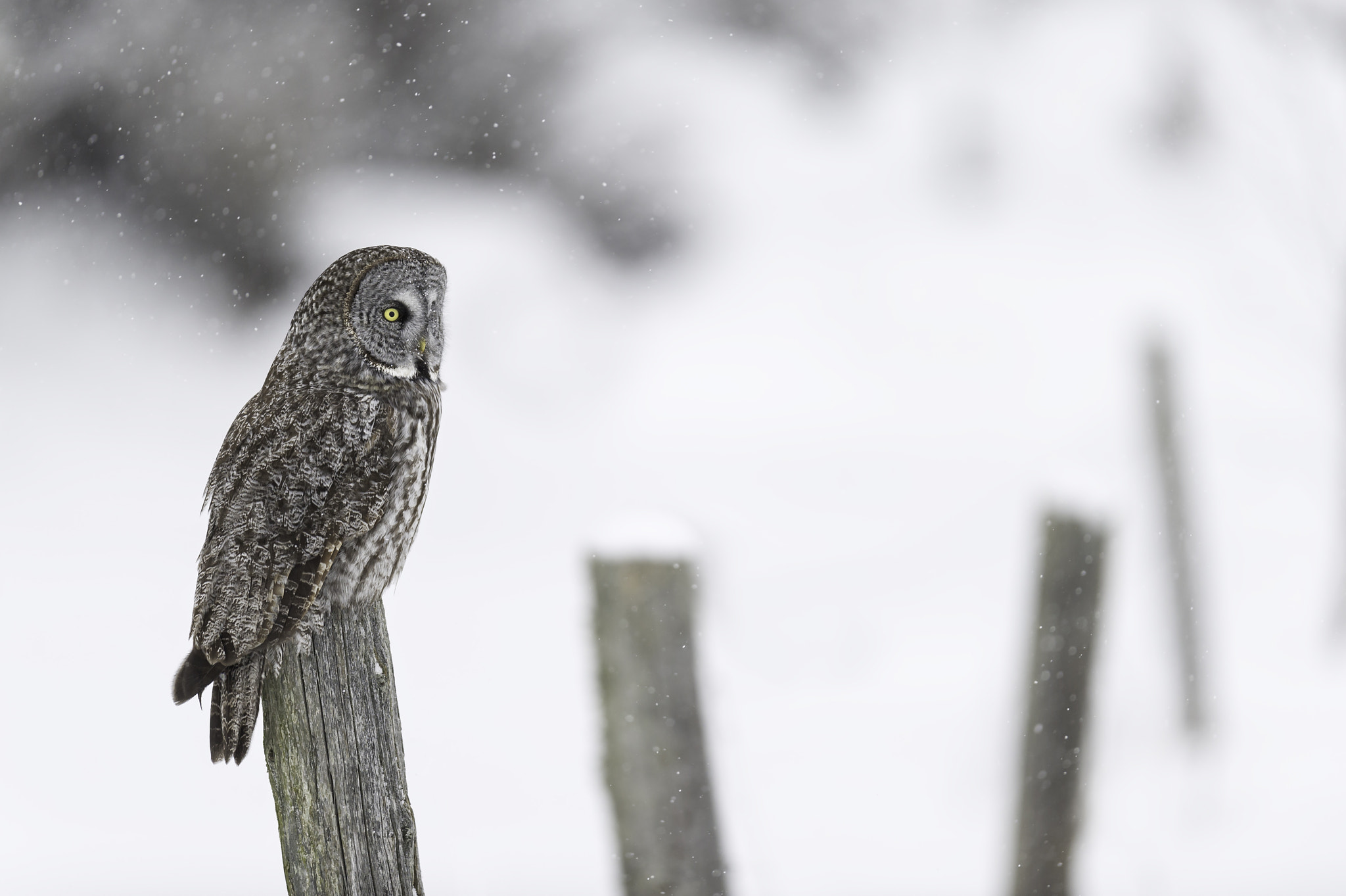 Nikon AF-S Nikkor 400mm F2.8G ED VR II sample photo. Lined up... photography