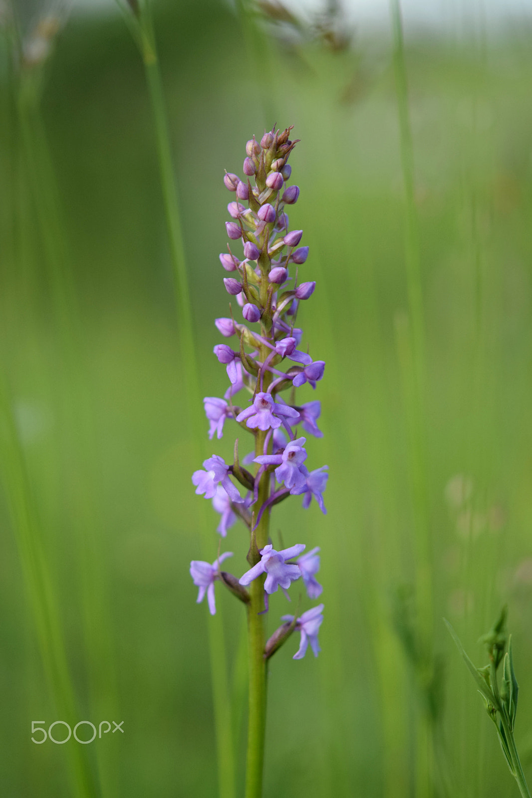 Nikon AF-S Micro-Nikkor 60mm F2.8G ED sample photo. Gymnadenia conopsea photography