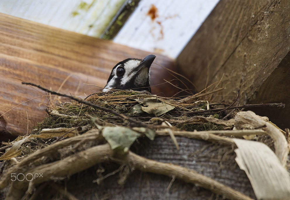 Canon EF 100-400mm F4.5-5.6L IS USM sample photo. Chestnut-backed laughing thrush photography
