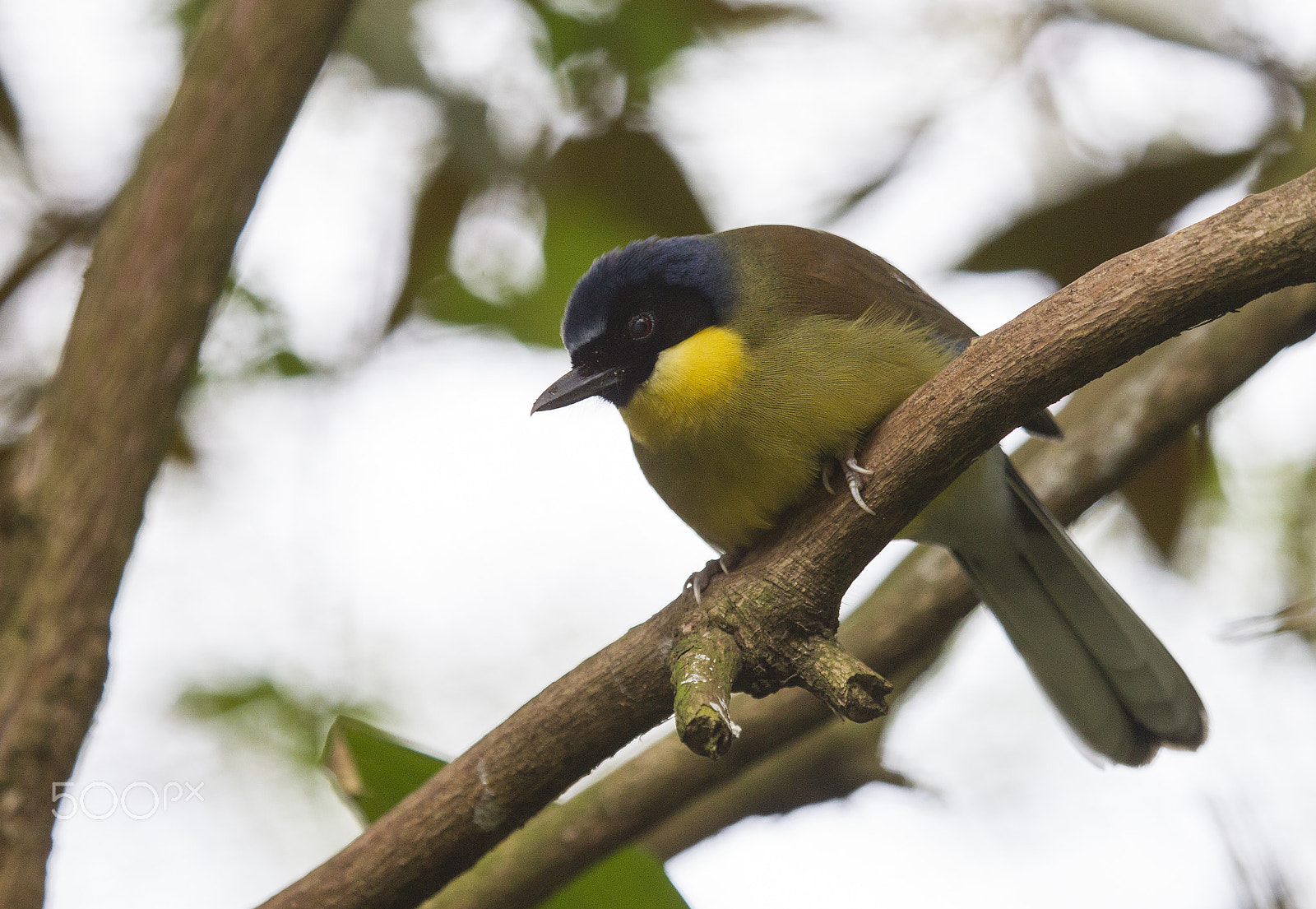 Canon EF 100-400mm F4.5-5.6L IS USM sample photo. Blue-crowned laughing thrush photography