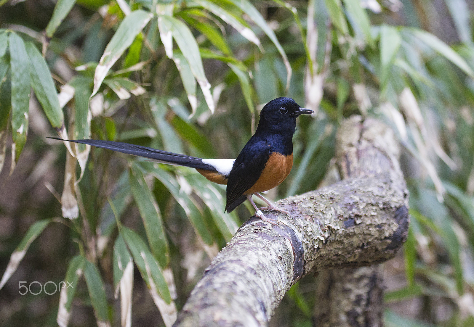 Canon EF 100-400mm F4.5-5.6L IS USM sample photo. White-rumped shama photography