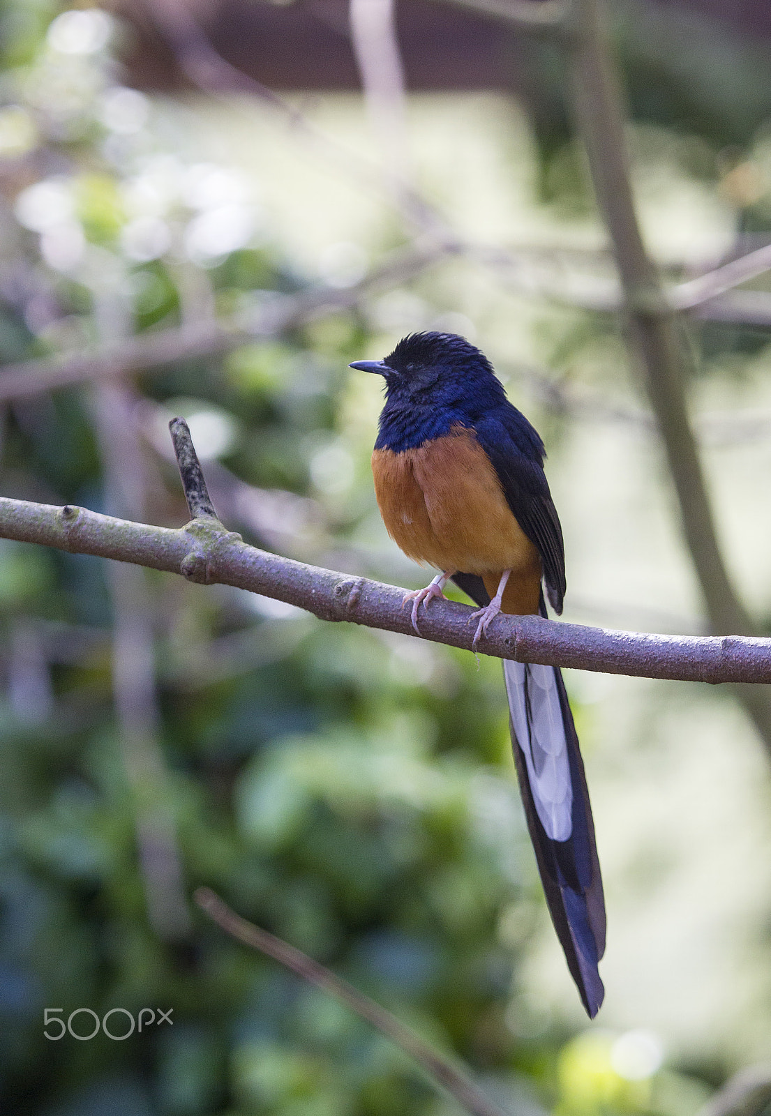 Canon EF 100-400mm F4.5-5.6L IS USM sample photo. White-rumped shama photography
