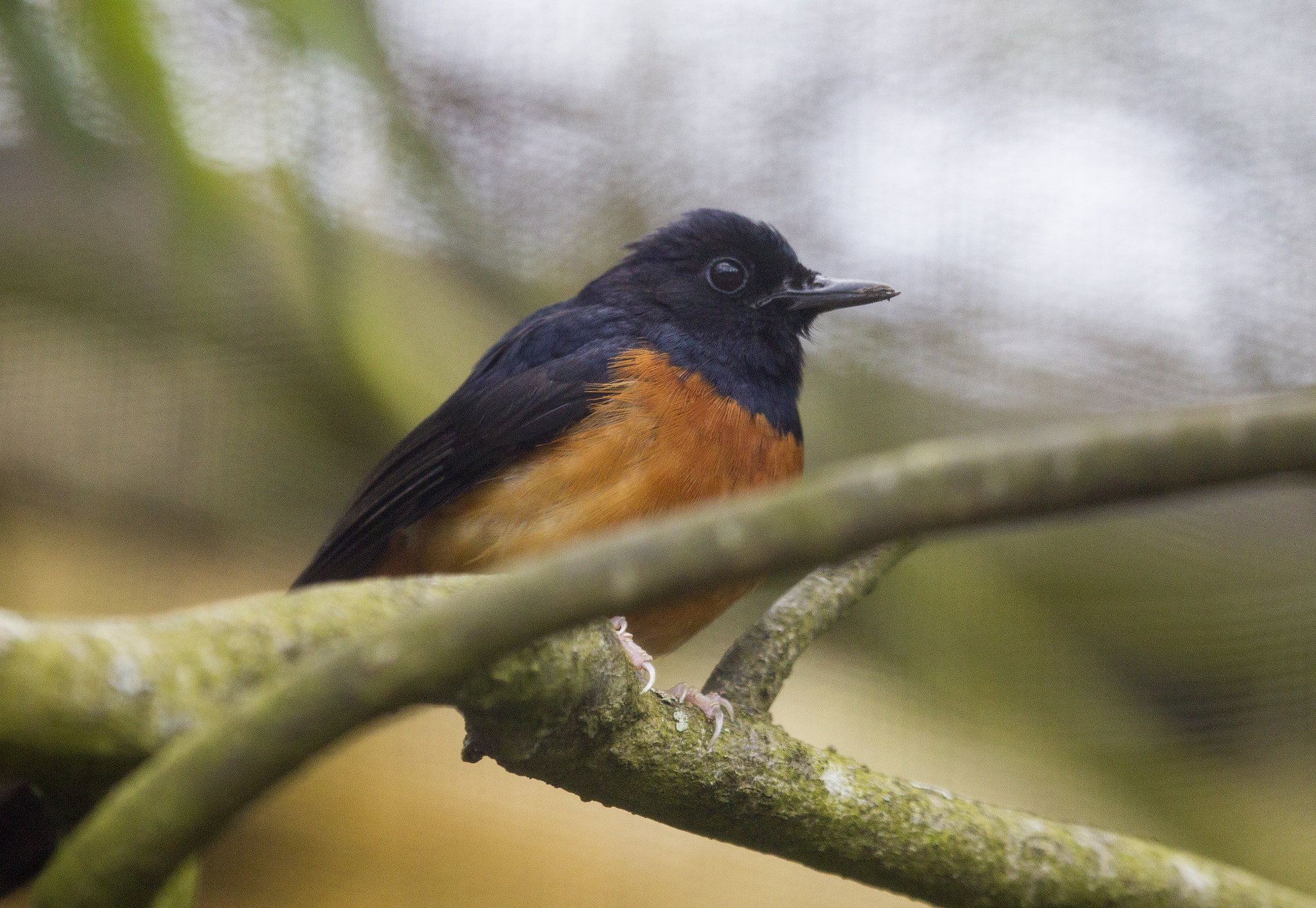 Canon EF 100-400mm F4.5-5.6L IS USM sample photo. White-rumped shama photography