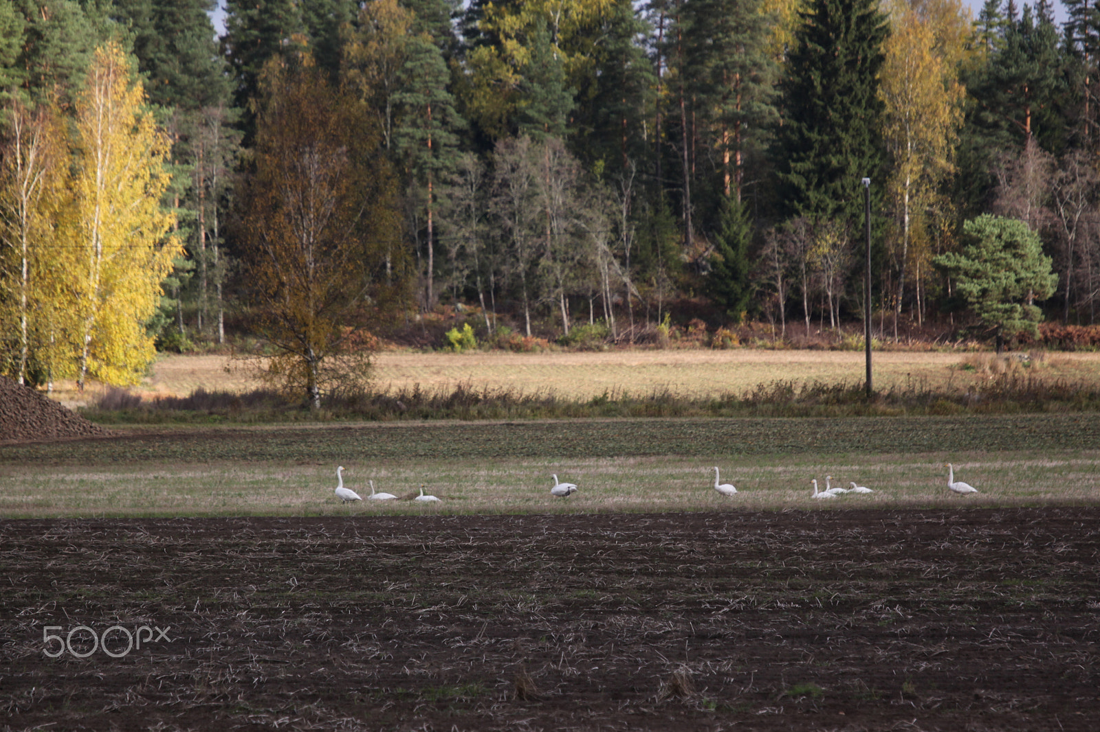 Canon EF 70-200mm F4L IS USM sample photo. Swans in landscape photography