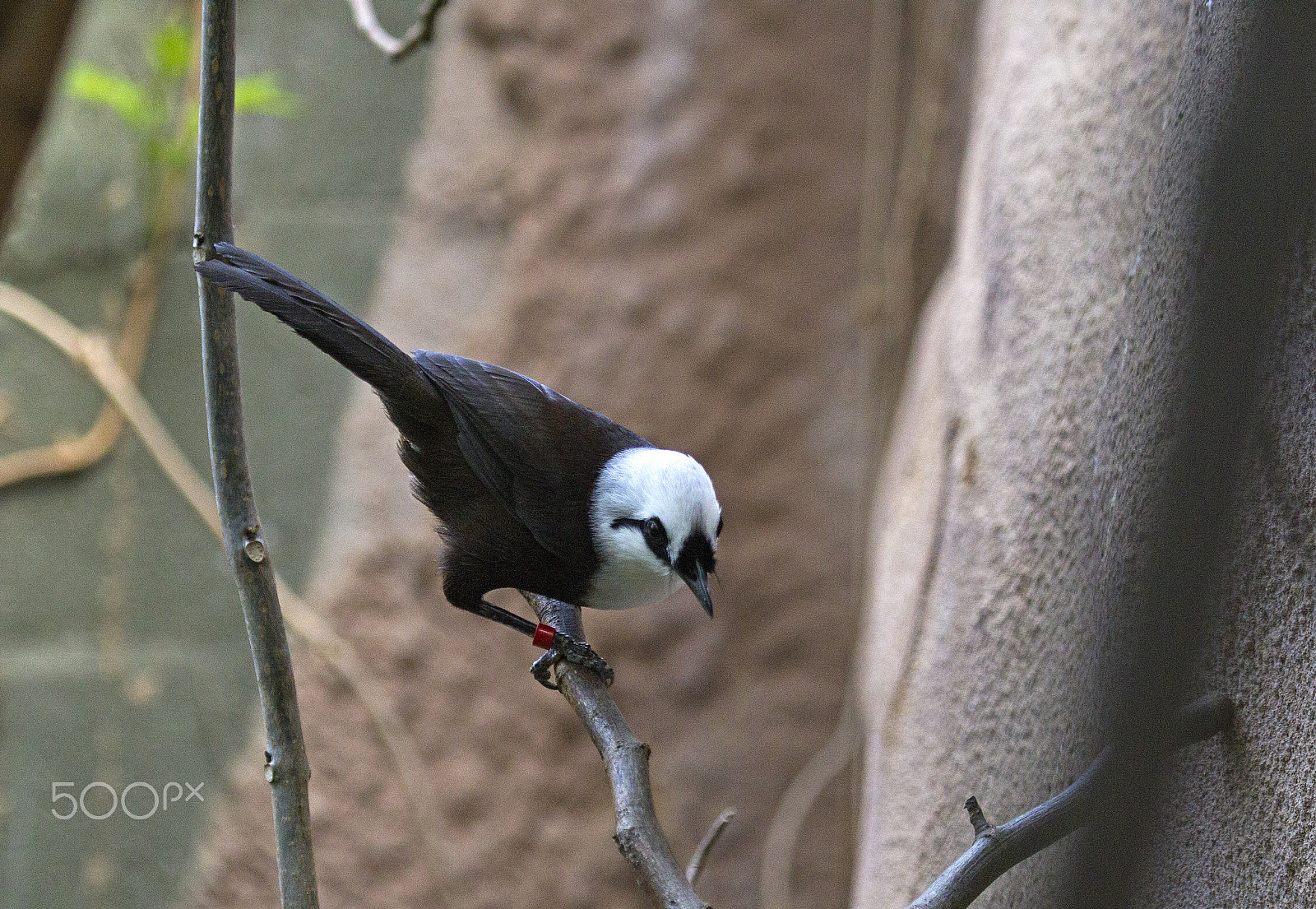 Canon EF 100-400mm F4.5-5.6L IS USM sample photo. Sumatran laughing thrush photography