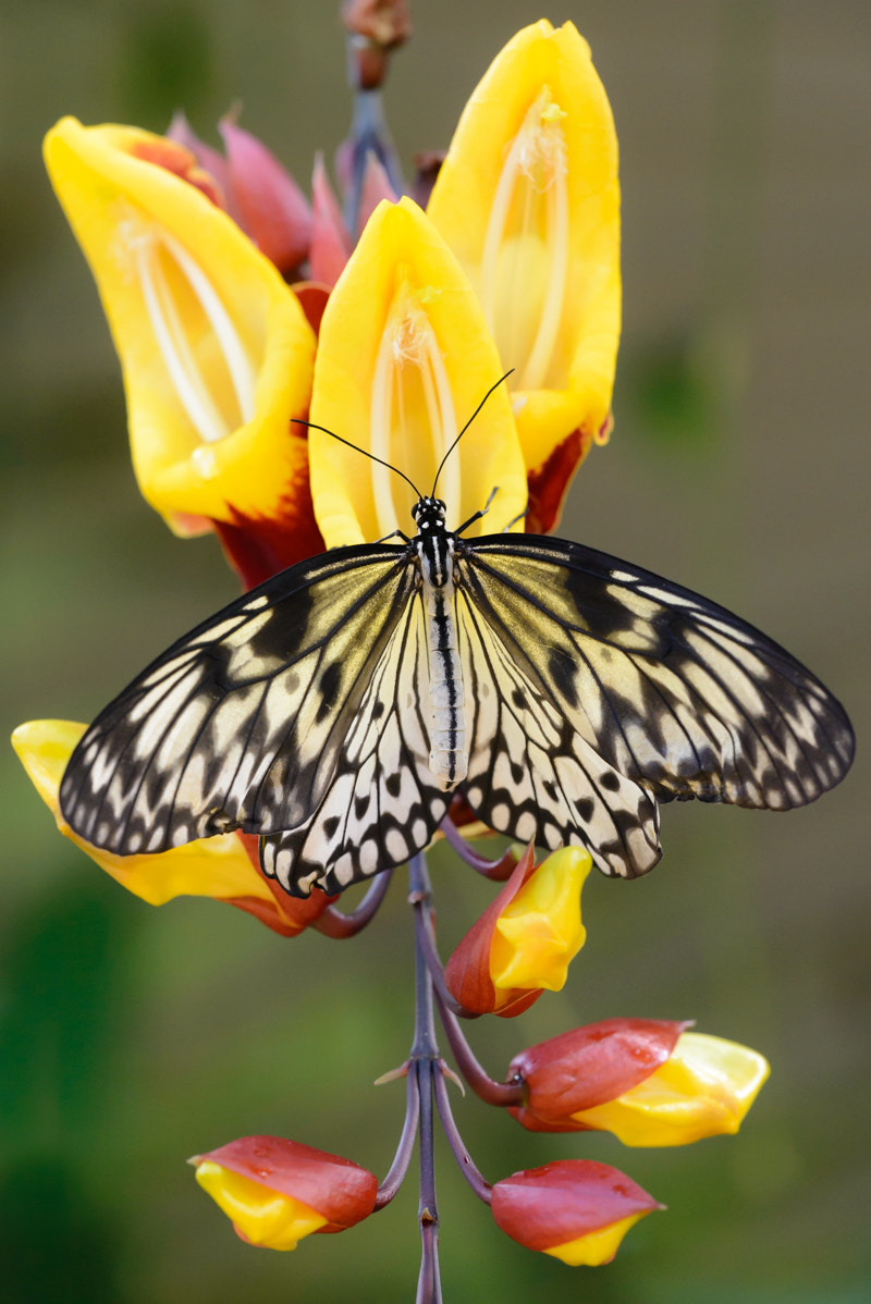 Sigma 150mm F2.8 EX DG Macro HSM sample photo. On flower photography
