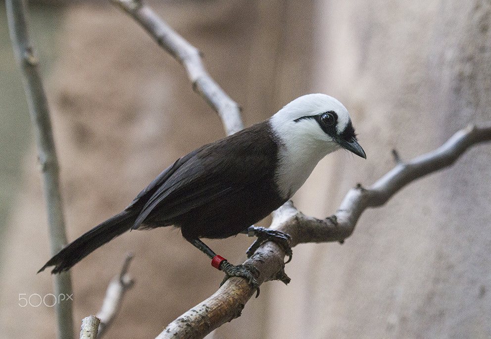 Canon EF 100-400mm F4.5-5.6L IS USM sample photo. Sumatran laughing thrush photography