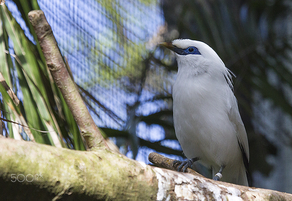 Canon EF 100-400mm F4.5-5.6L IS USM sample photo. Bali starling (ce) photography