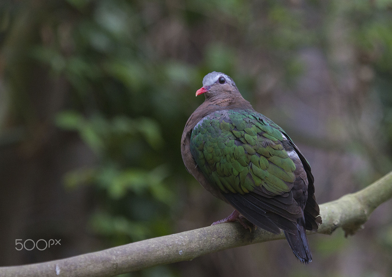 Canon EOS-1D Mark IV + Canon EF 100-400mm F4.5-5.6L IS USM sample photo. Emerald dove photography