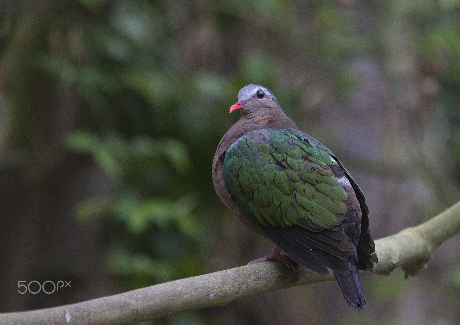Canon EF 100-400mm F4.5-5.6L IS USM sample photo. Emerald dove photography