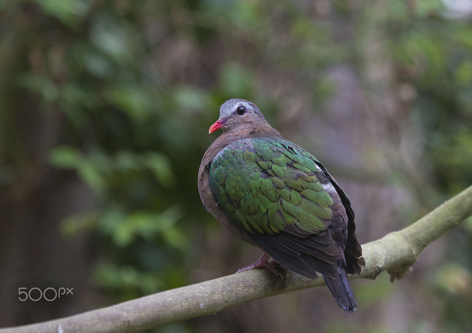 Canon EF 100-400mm F4.5-5.6L IS USM sample photo. Emerald dove photography