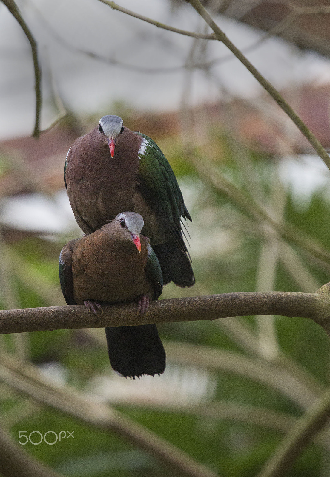 Canon EF 100-400mm F4.5-5.6L IS USM sample photo. Emerald doves photography