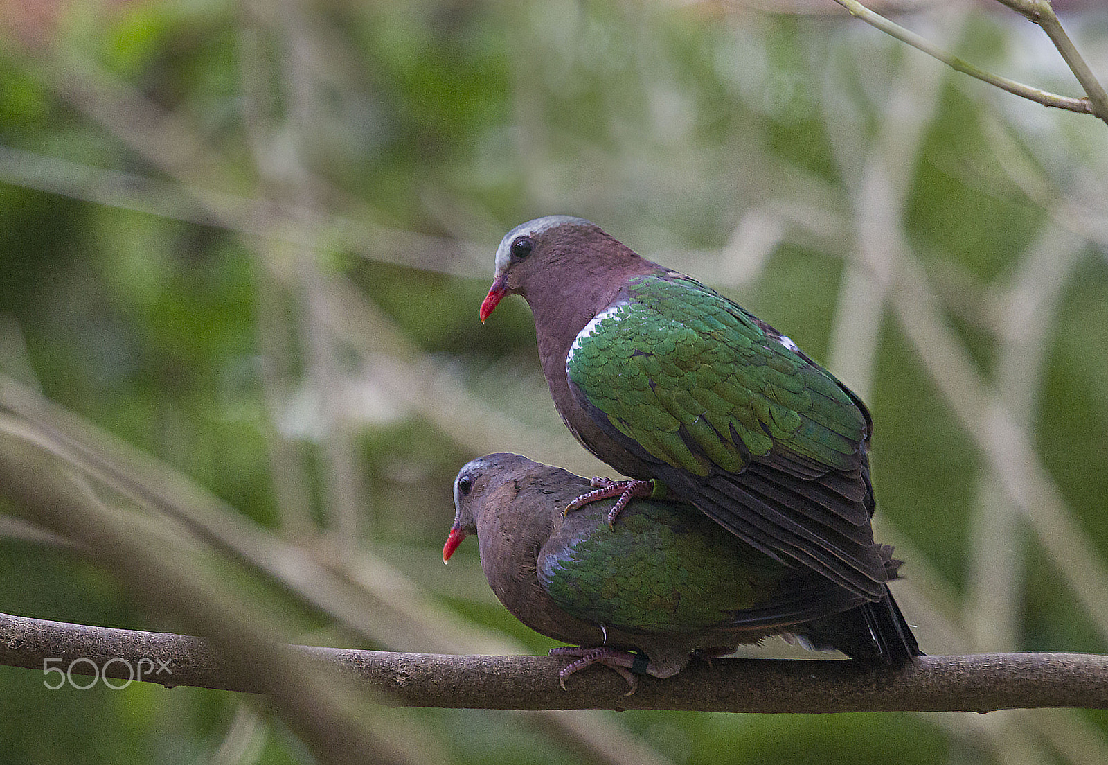 Canon EOS-1D Mark IV + Canon EF 100-400mm F4.5-5.6L IS USM sample photo. Emerald dove photography