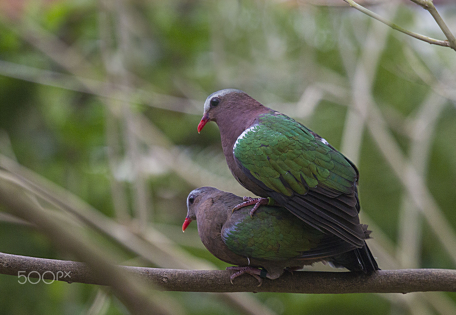 Canon EF 100-400mm F4.5-5.6L IS USM sample photo. Emerald dove photography
