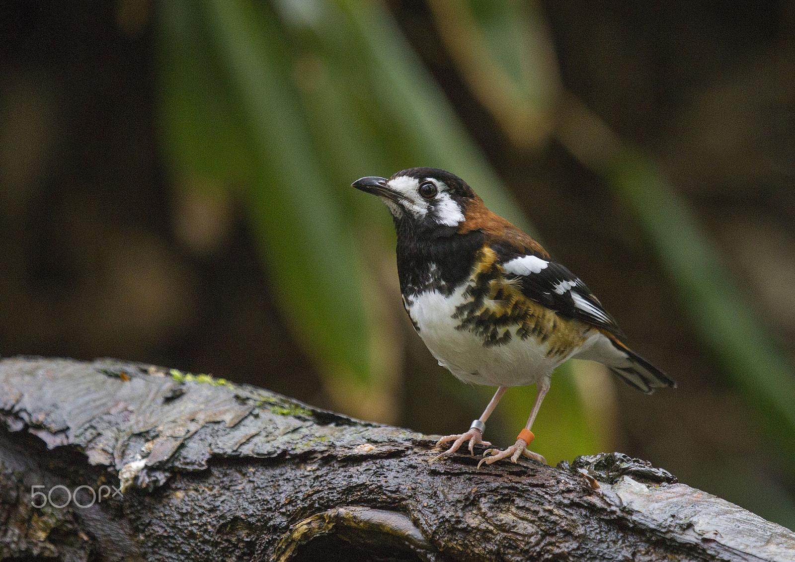 Canon EOS-1D Mark IV sample photo. Chestnut-backed laughing thrush photography