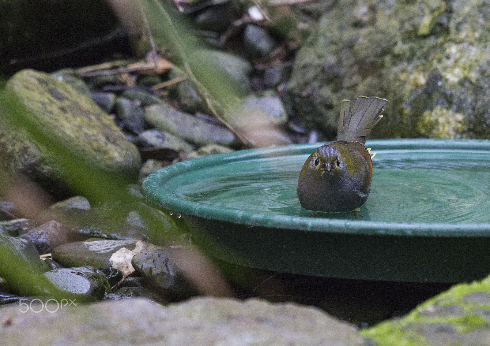 Canon EF 100-400mm F4.5-5.6L IS USM sample photo. Omei shan liocichla (vul) photography