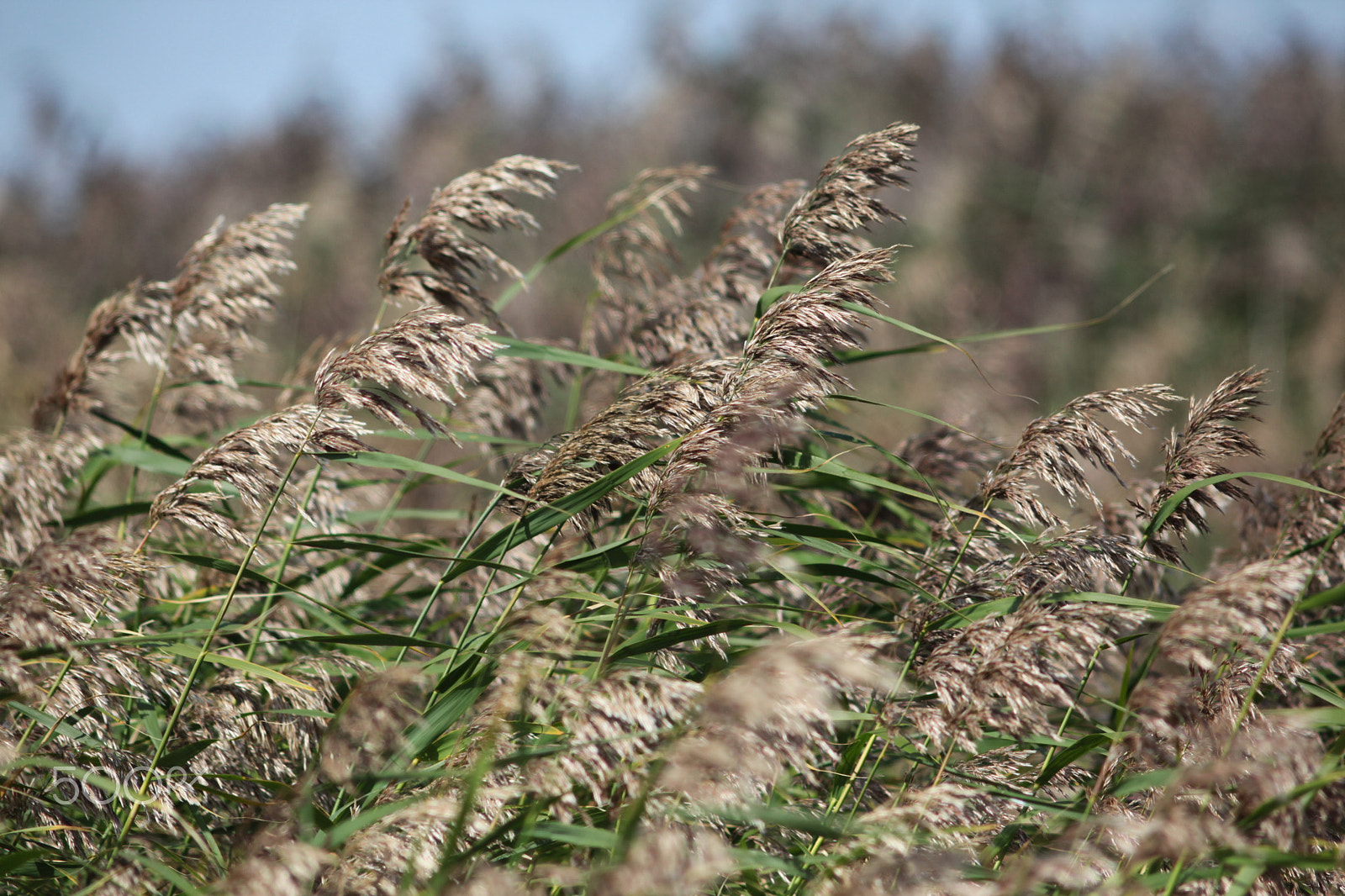 Canon EF 200mm f/2.8L II + 2x sample photo. Phragmites, järviruoko photography