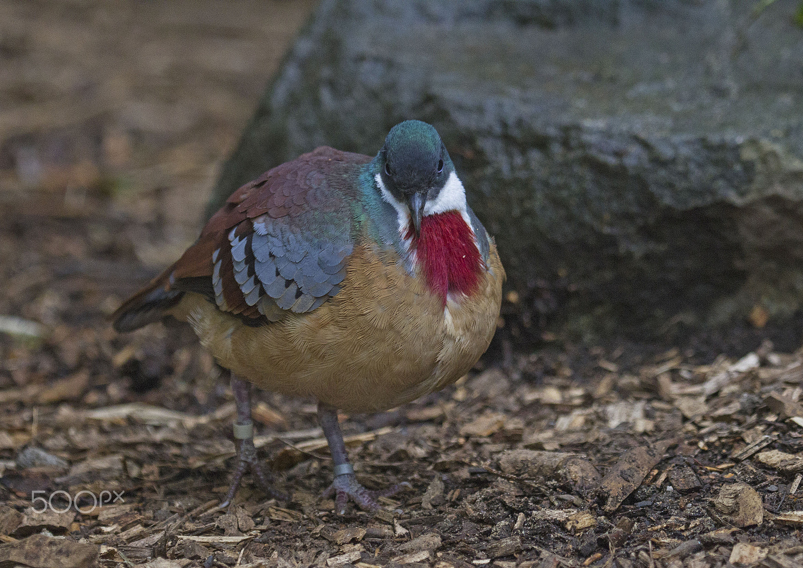Canon EF 100-400mm F4.5-5.6L IS USM sample photo. Mindaneo bleeding-heart dove photography