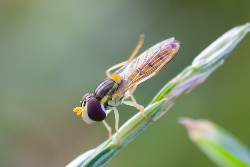 Canon EOS 40D + Tamron SP AF 90mm F2.8 Di Macro sample photo. Bug photography