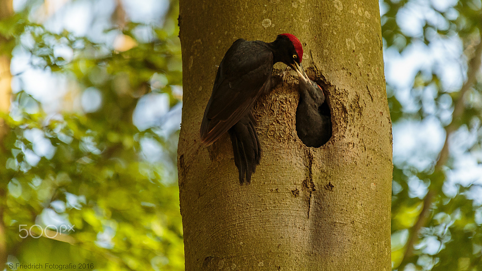 Sigma 50-500mm f/4-6.3 APO HSM EX sample photo. Old and young photography