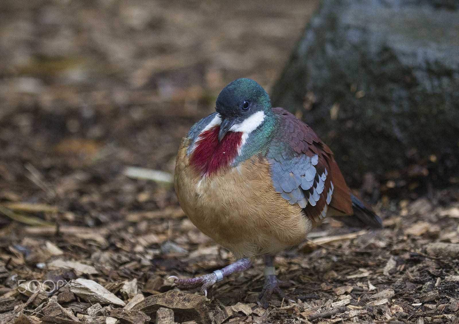 Canon EF 100-400mm F4.5-5.6L IS USM sample photo. Mindaneo bleeding-heart dove photography