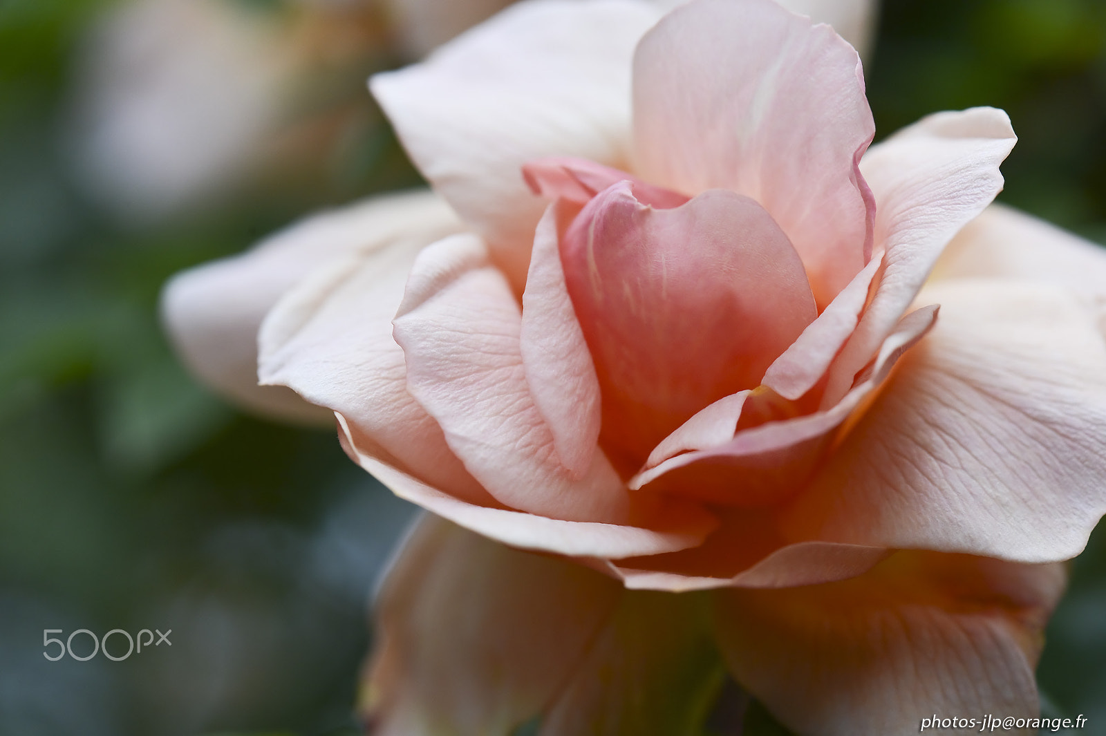 Nikon D4 + Nikon AF-S Nikkor 300mm F4D ED-IF sample photo. Rose 2 photography