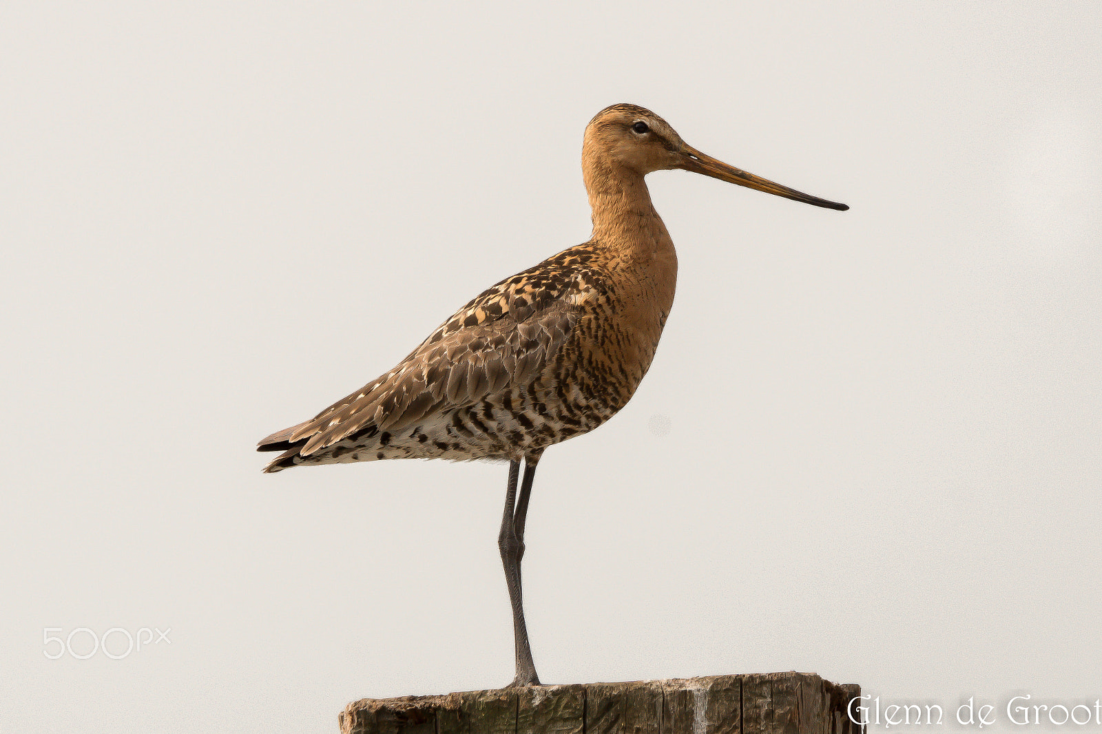 Sony ILCA-77M2 + Sony 70-400mm F4-5.6 G SSM sample photo. Godwit photography