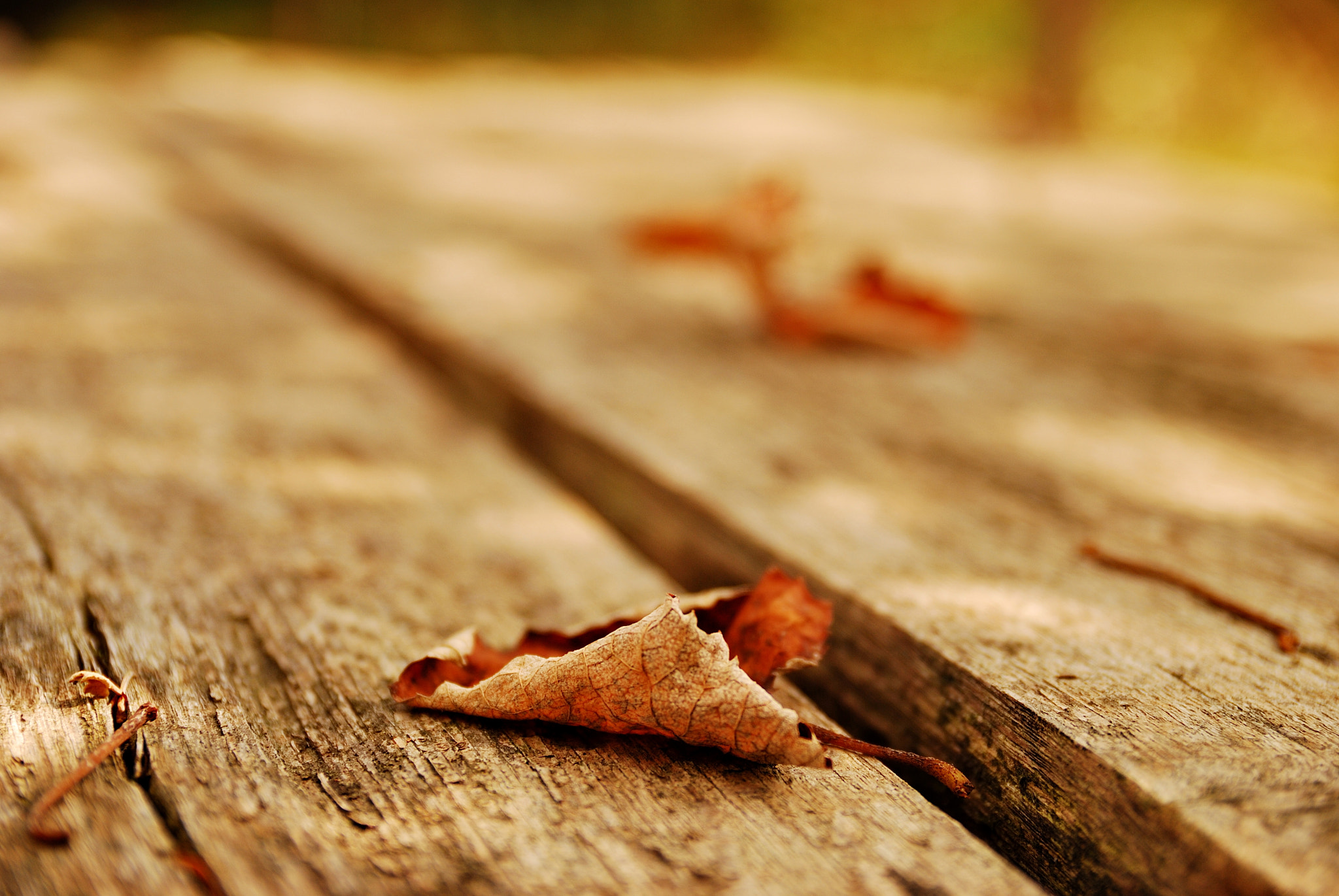 Nikon D80 + Sigma 18-50mm F2.8 EX DC Macro sample photo. Autumn leaves photography