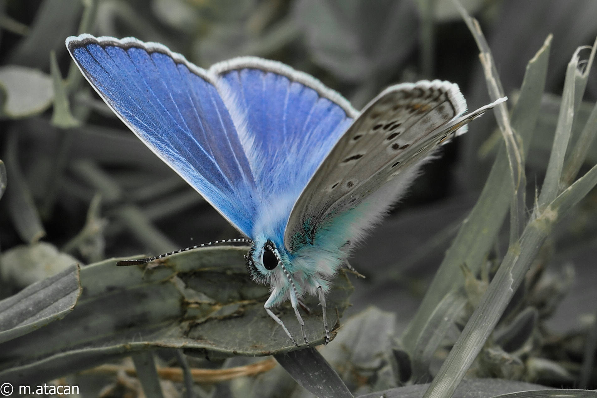 Samsung NX1 + NX 60mm F2.8 Macro sample photo. Common blue (polyommatus icarus) photography