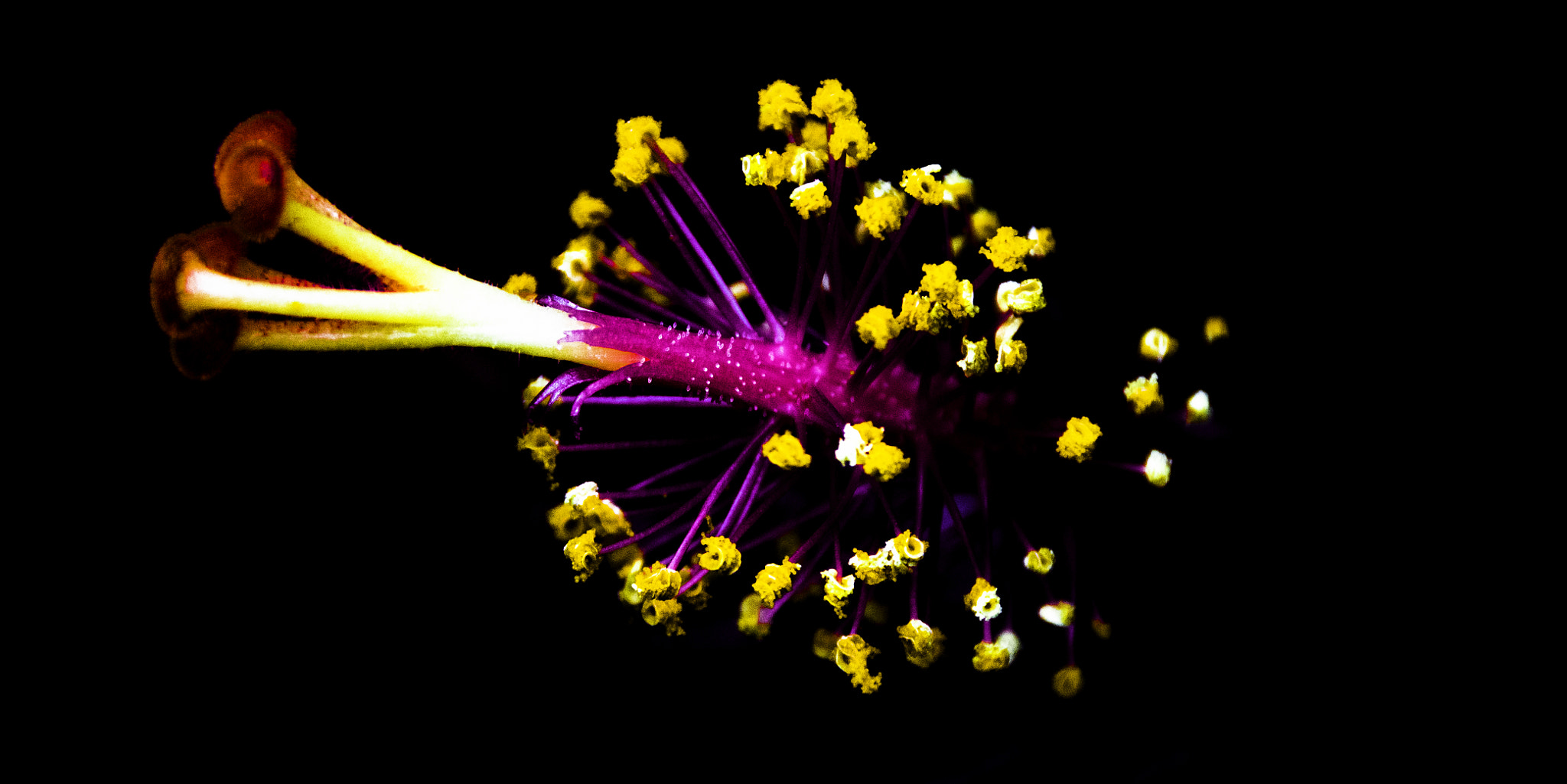 Canon EOS 760D (EOS Rebel T6s / EOS 8000D) sample photo. Floral fireworks photography