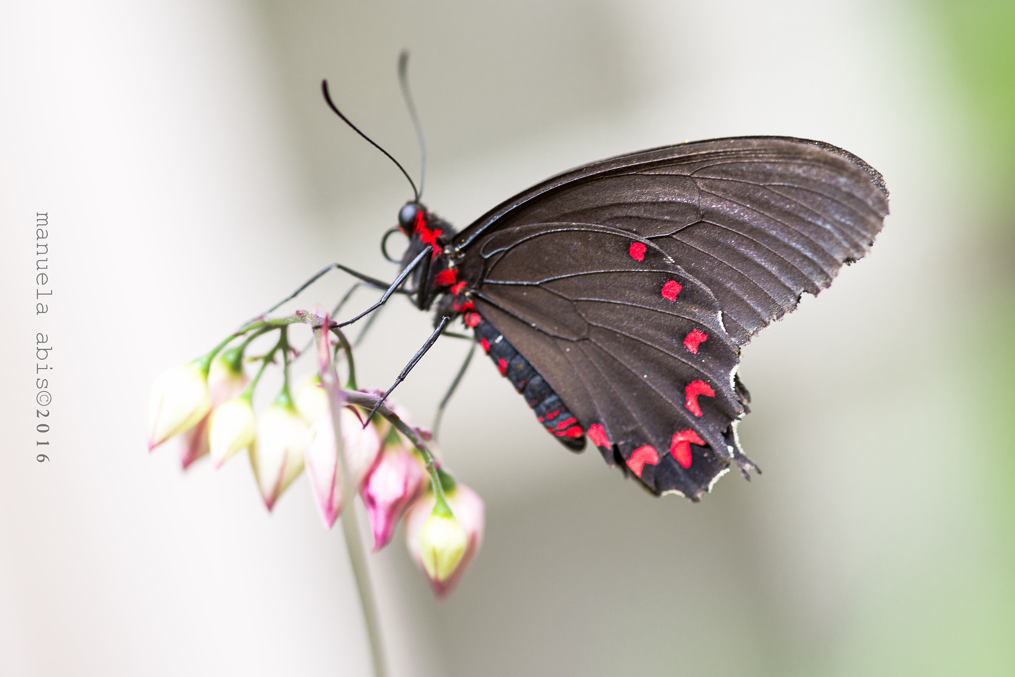 Nikon D600 + Sigma 105mm F2.8 EX DG Macro sample photo. Farfalla photography