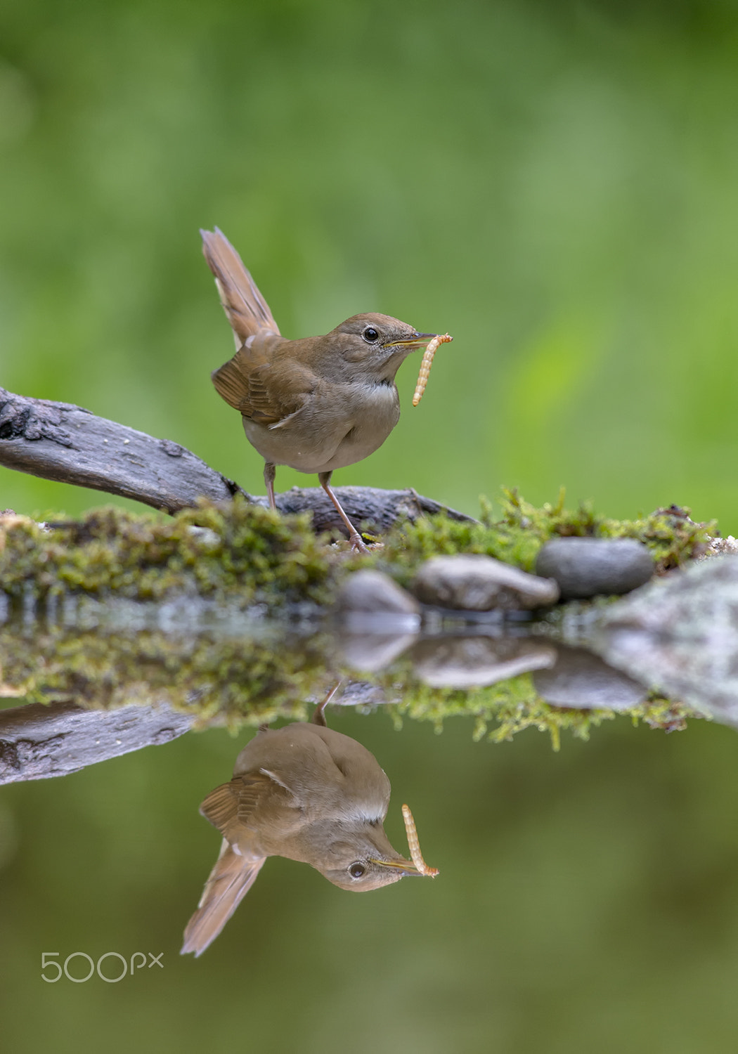 Canon EOS-1D X + Canon EF 500mm f/4.5L sample photo. Nachtigall photography