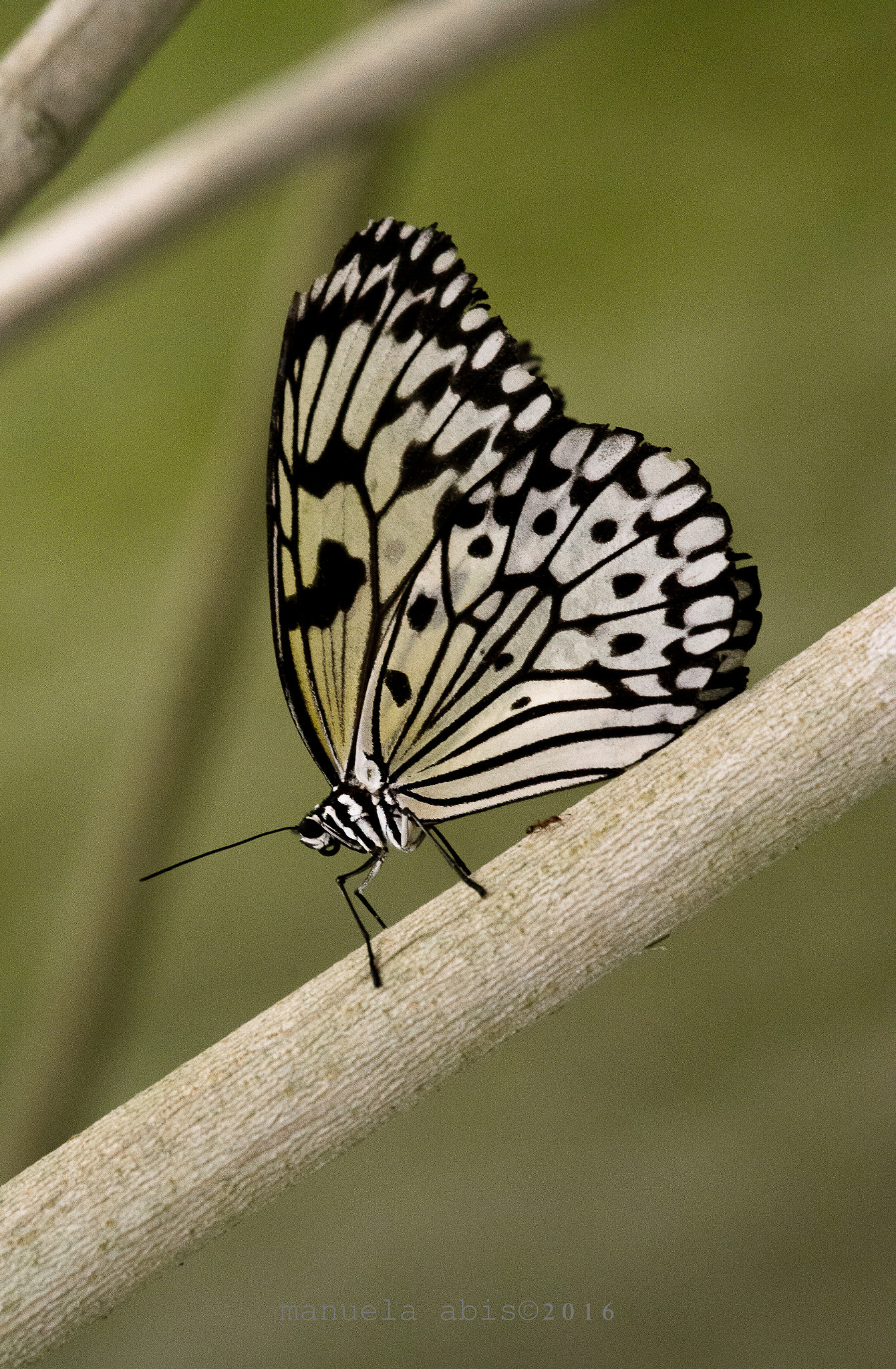 Sigma 105mm F2.8 EX DG Macro sample photo. Farfalla photography