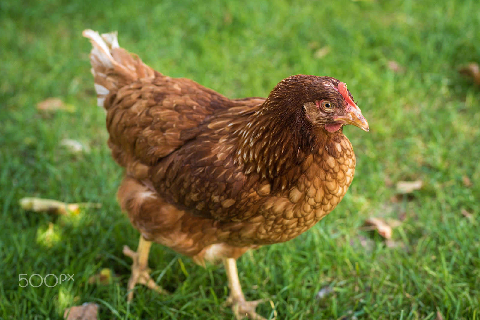 Nikon D810 + Sigma 70mm F2.8 EX DG Macro sample photo. Egg laying hens at free range farm photography