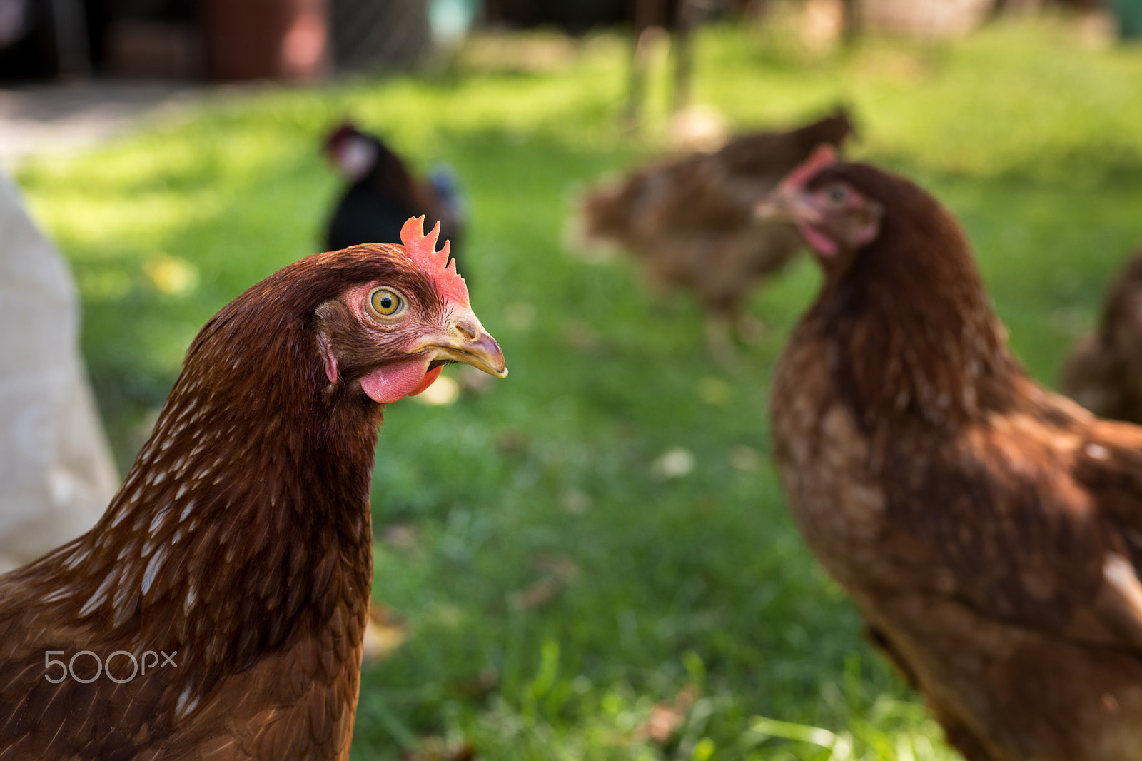 Nikon D810 + Sigma 70mm F2.8 EX DG Macro sample photo. Egg laying hens at free range farm photography