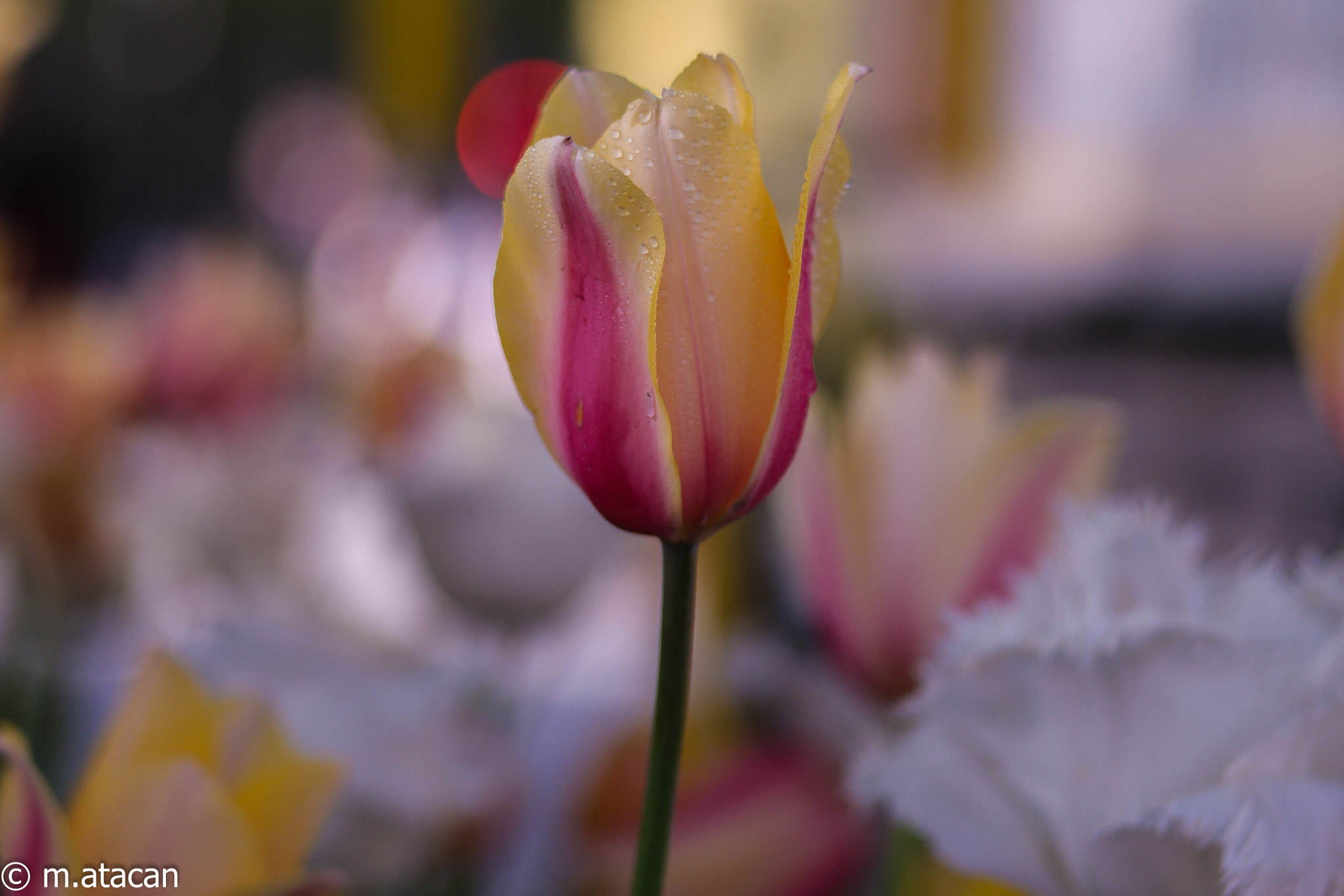 Samsung NX 45mm F1.8 sample photo. Tulip photography