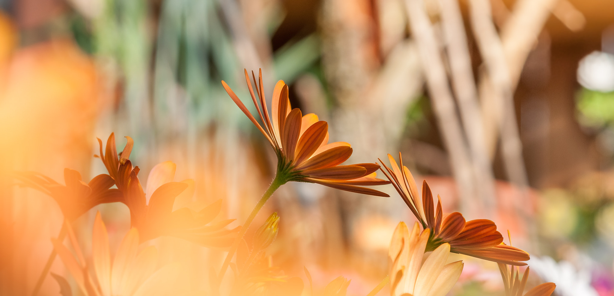 Nikon D5000 + Nikon AF-S Nikkor 85mm F1.8G sample photo. Sunworshipers 2 photography