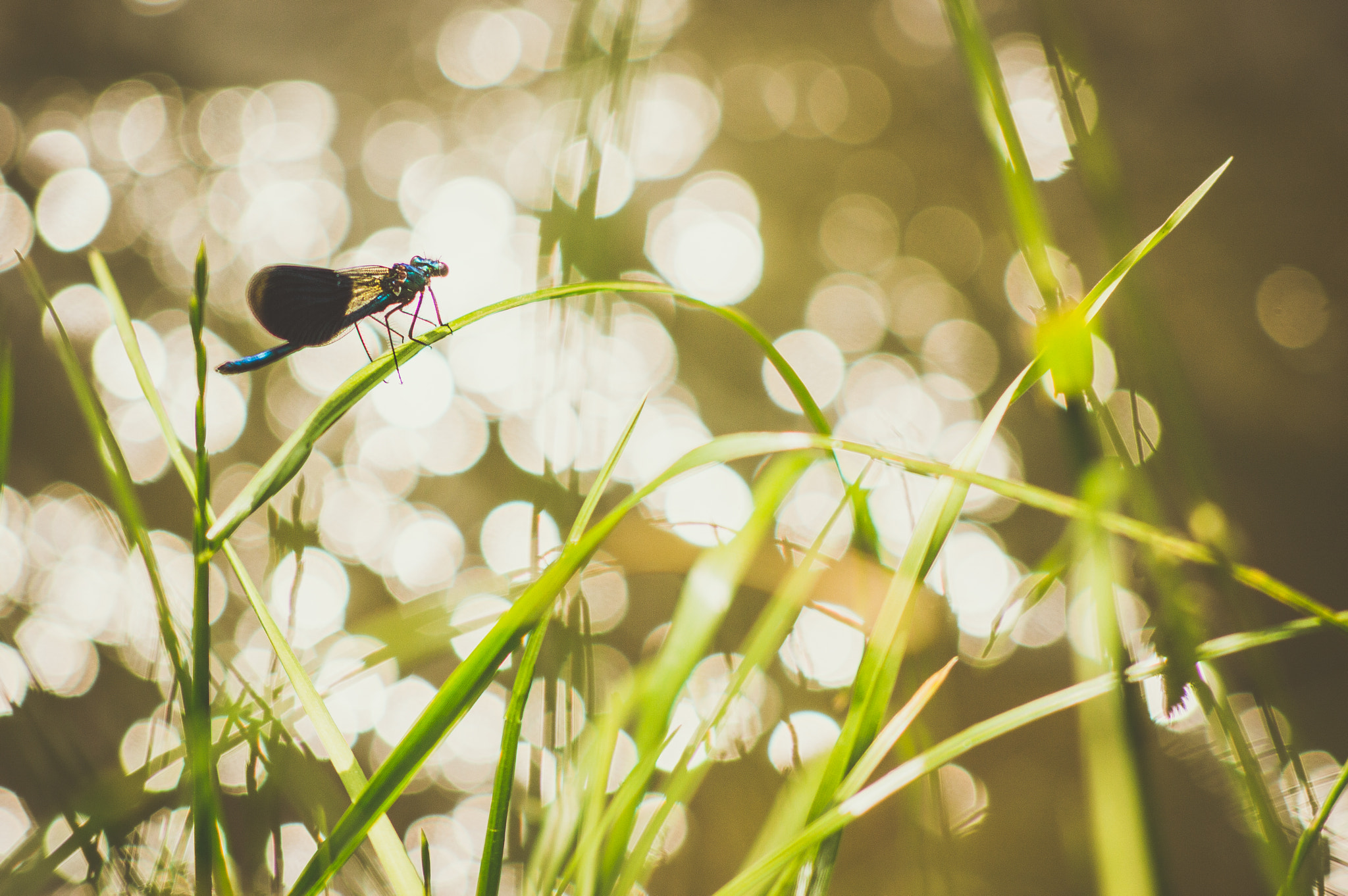 Nikon D3200 + AF Nikkor 70-210mm f/4-5.6 sample photo. Dragonfly photography