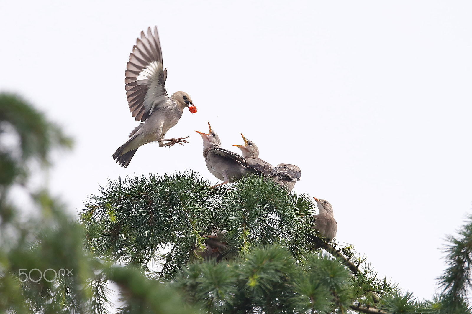 Canon EF 400mm F2.8L IS II USM sample photo. Bs3p9702.jpg photography