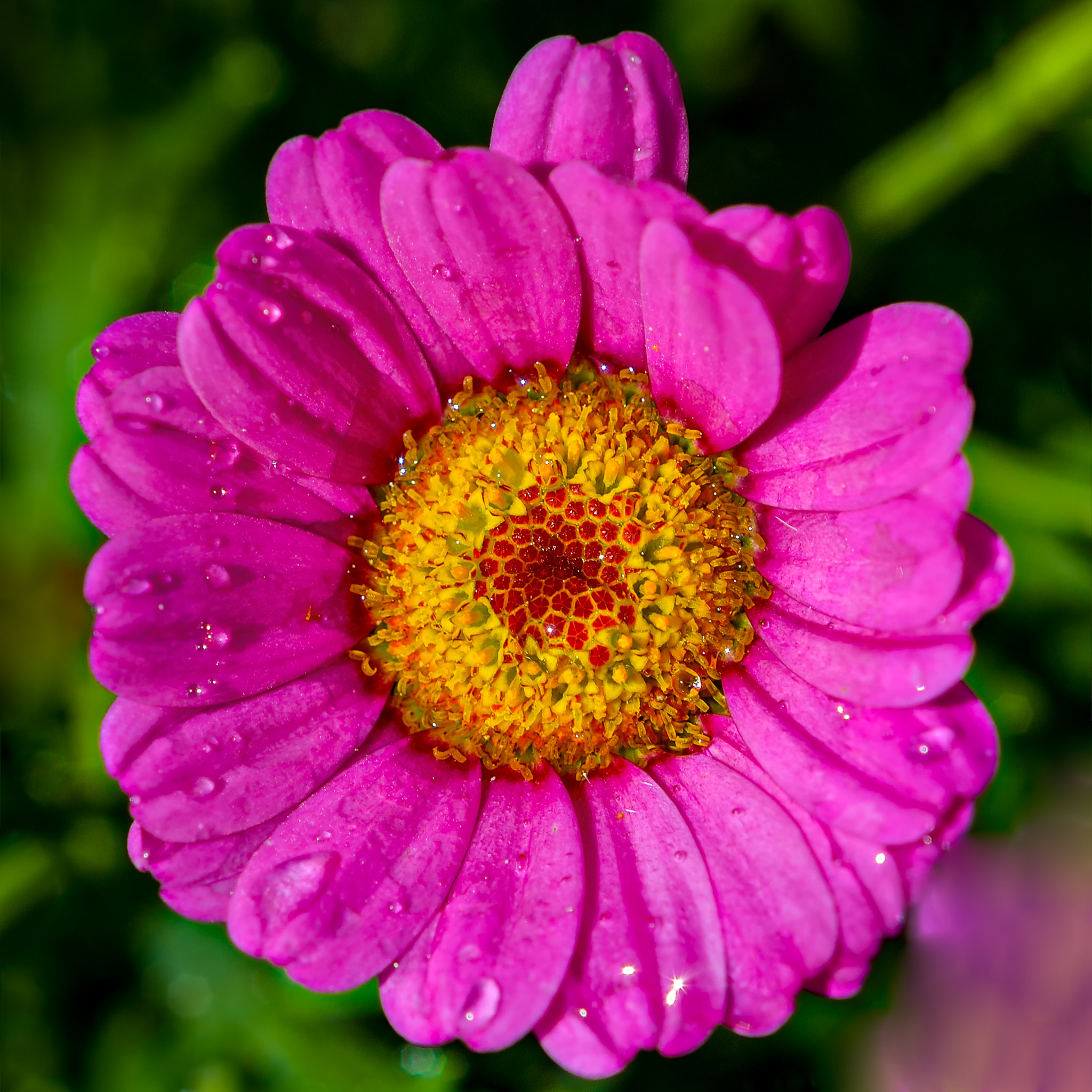 Nikon D800 + AF Nikkor 50mm f/1.8 sample photo. Pink'n'yellow photography