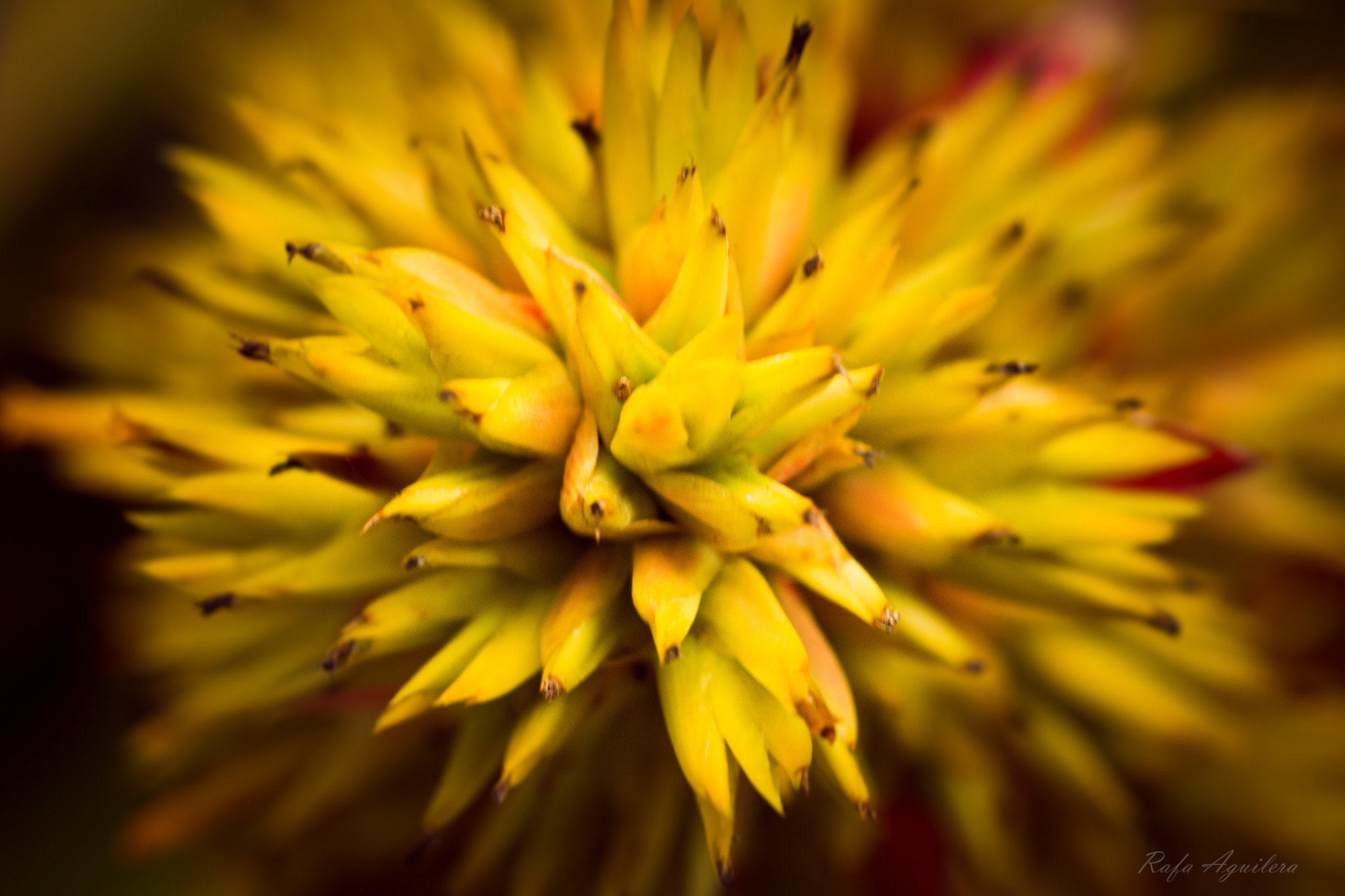 Sigma 105mm F2.8 EX DG OS HSM sample photo. Yellow explosion photography